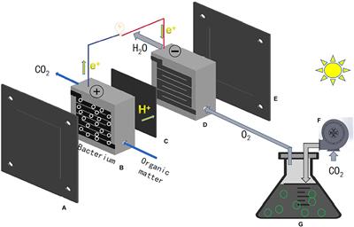 Recent Progress in Solar-Induced Direct Biomass-to-Electricity Hybrid Fuel Cell Using Microalgae as Feedstocks